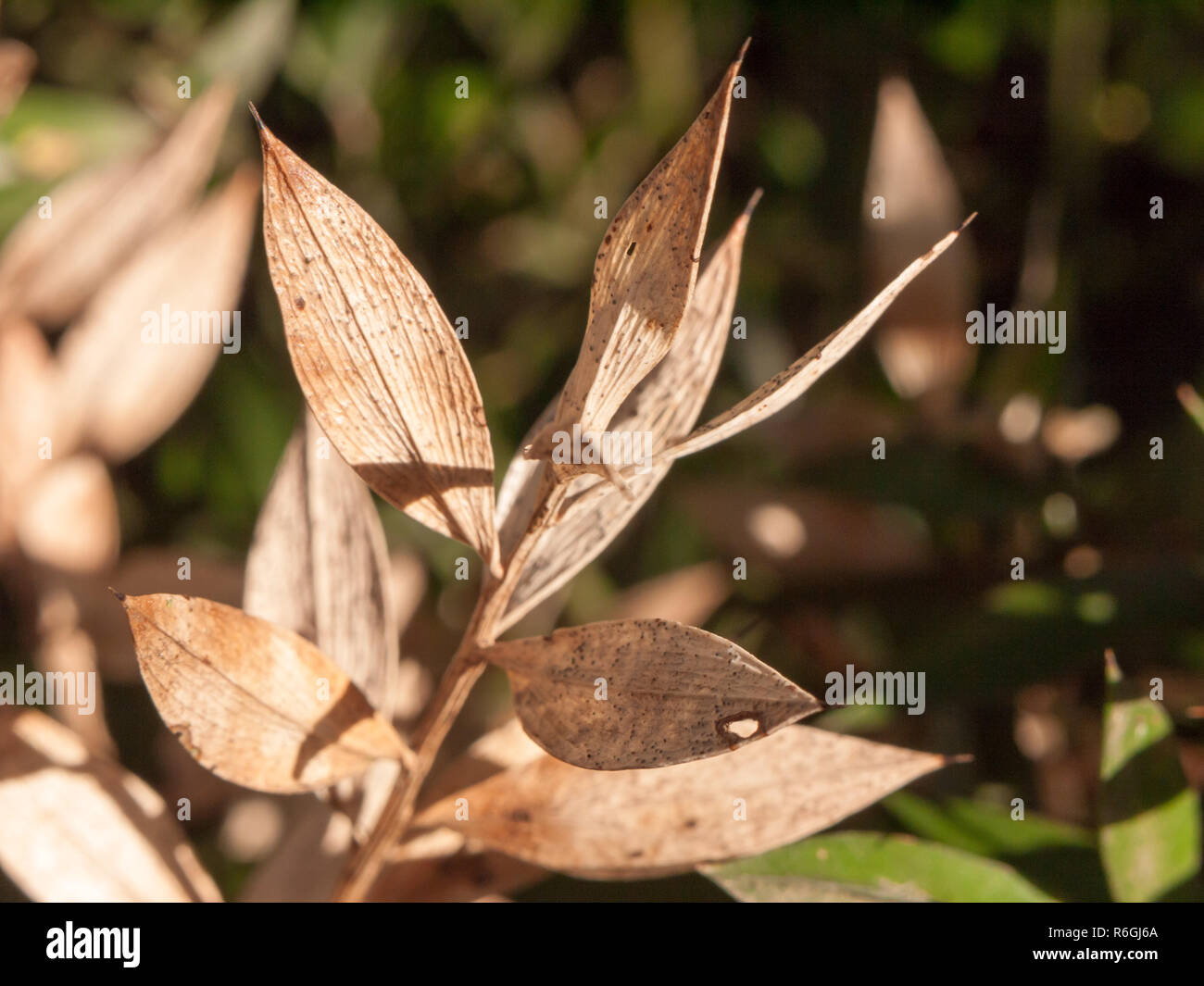 Chiudere essiccati marrone morto punte delle foglie macro autunno inverno Foto Stock