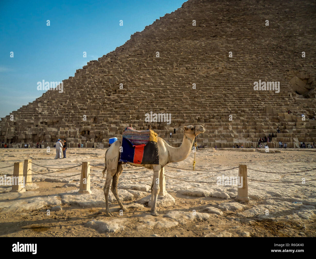GIZA, Egitto - 19 OTT 2018: un cammello vicino alla grande Piramide di Giza in Egitto Foto Stock