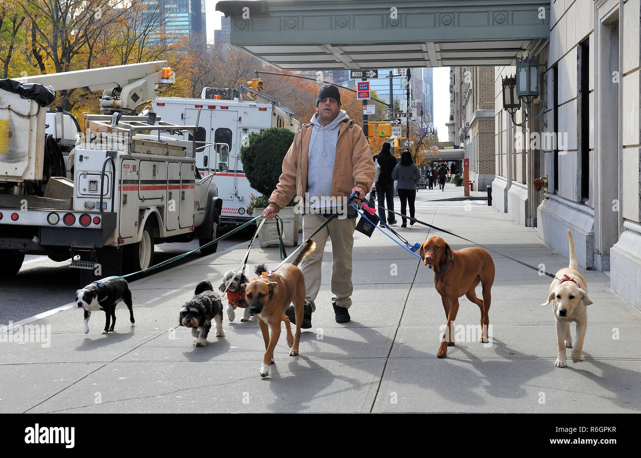 New York, STATI UNITI D'AMERICA-Novembre 15, 2017: uomo di cane servizio a piedi in Manhattan con sei cani Foto Stock