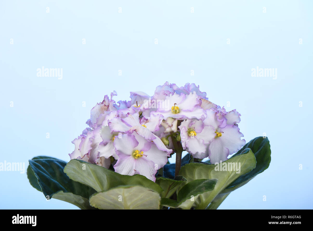 Rosa pallido Saintpaulia fiori isolati contro un display LCD retroilluminato blu sullo sfondo Foto Stock