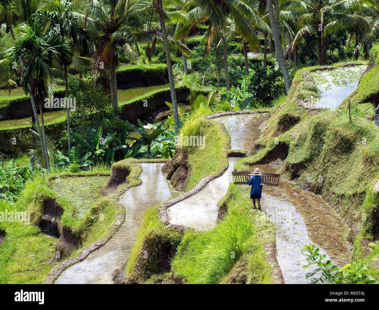 Irriconoscibile lavoratore agricolo arrampicandosi tra Balinese terrazze di riso a Tegallalang nei pressi di Ubud Foto Stock