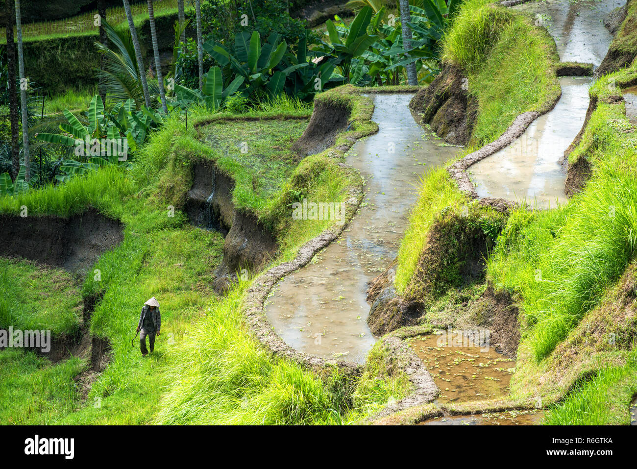 Irriconoscibile lavoratore agricolo arrampicandosi tra Balinese terrazze di riso a Tegallalang nei pressi di Ubud Foto Stock