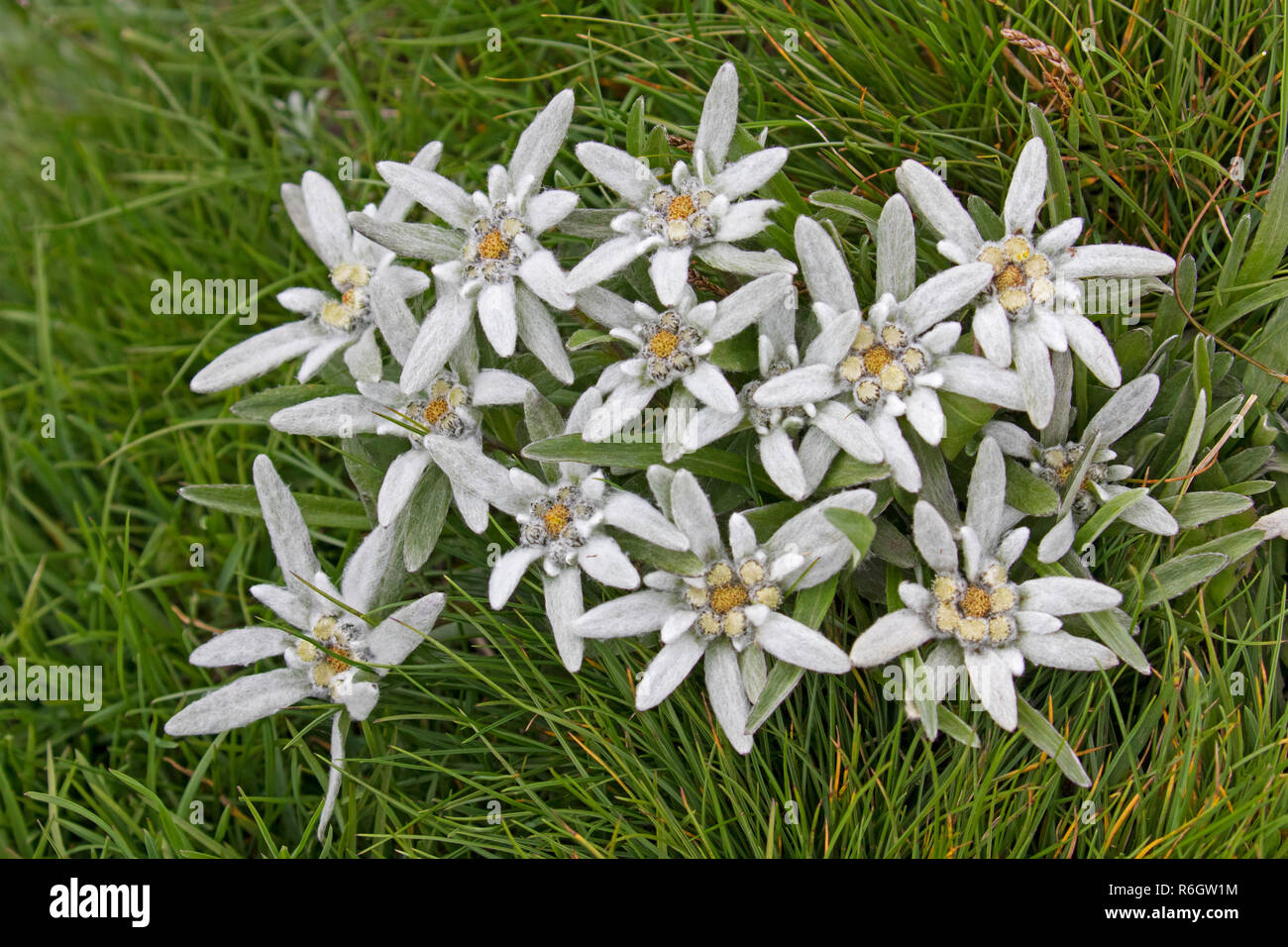 Edelweiss (Leontopodium nivale) fiori in estate, nativo di Alpi e Pirenei, Giura, Carpazi, Balkan mountain range e Appennino Foto Stock