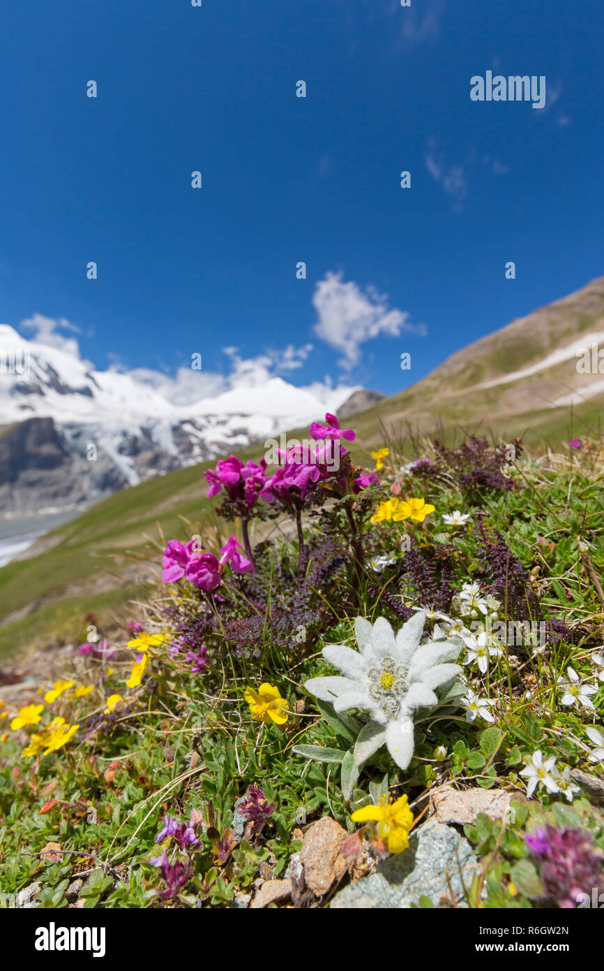 Edelweiss (Leontopodium nivale / Leontopodium alpinum) in fiore sul pendio della montagna, Parco Nazionale degli Hohe Tauern, Alpi austriache, Carinzia, Austria Foto Stock
