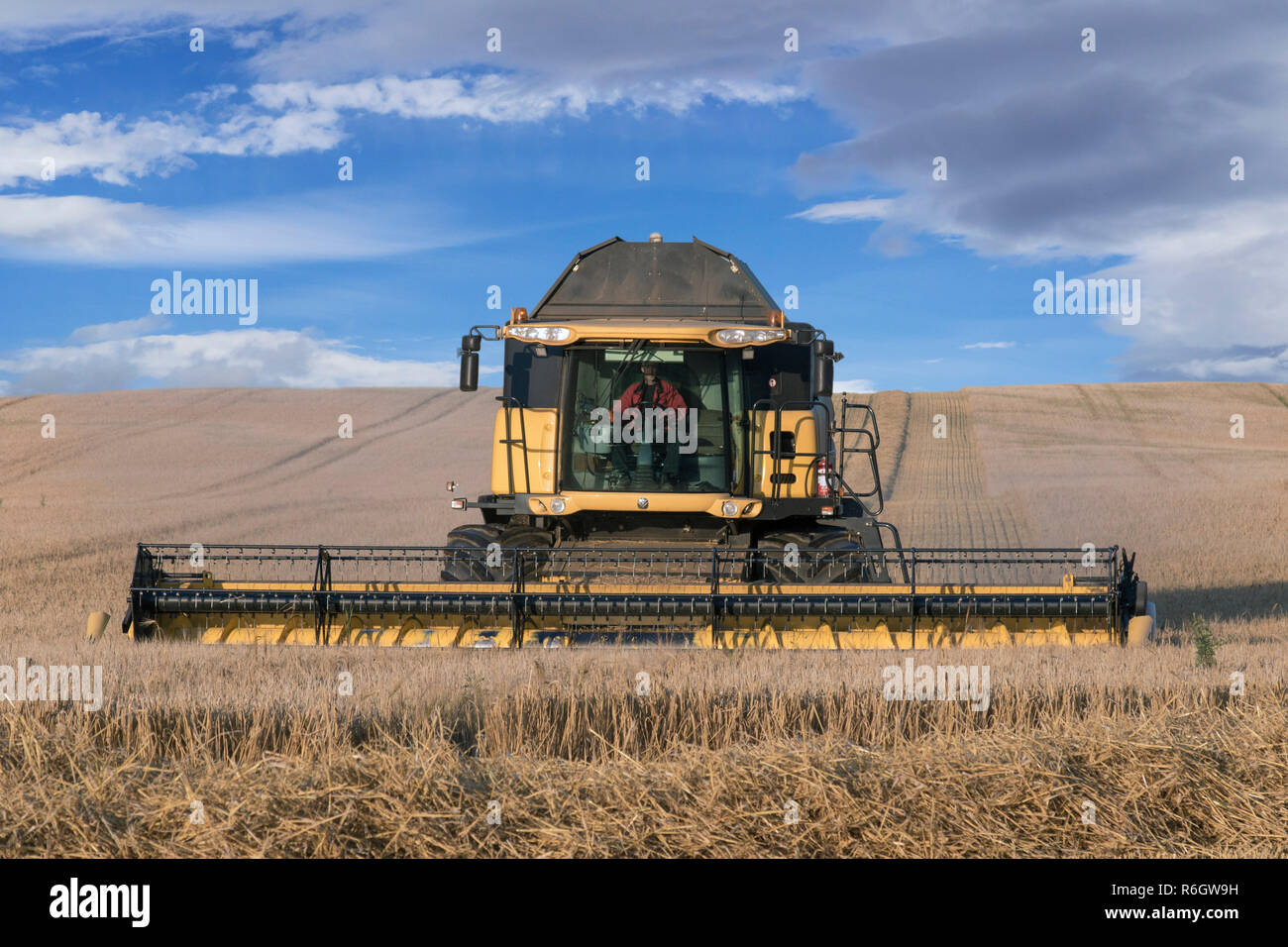 Mietitrebbia / combinare la raccolta raccolto di grano in estate Foto Stock