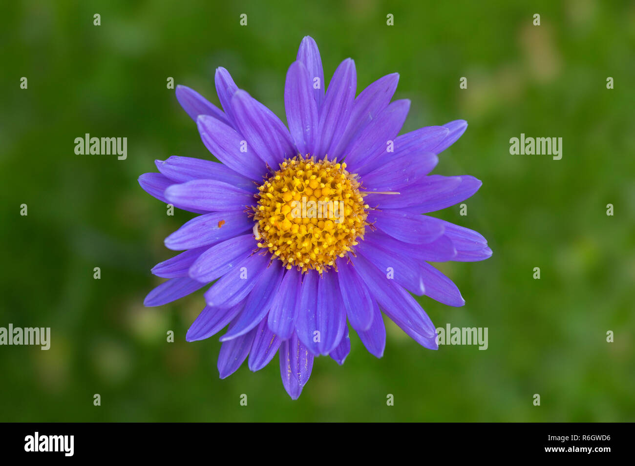 Aster alpino / blu Alpine daisy (Aster alpinus) in fiore nativo di Alpi europee Foto Stock