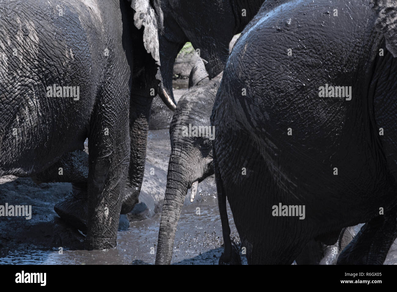 Elephant Group presso il bagno di fango nel fiume Chobe, Botswana. Foto Stock