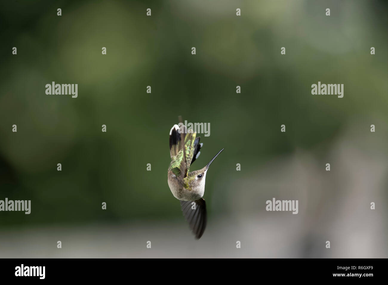 Ruby-throated Hummingbird facendo un rapido cambiamento di direzione. Incredibile e flessibile di flyer. Foto Stock