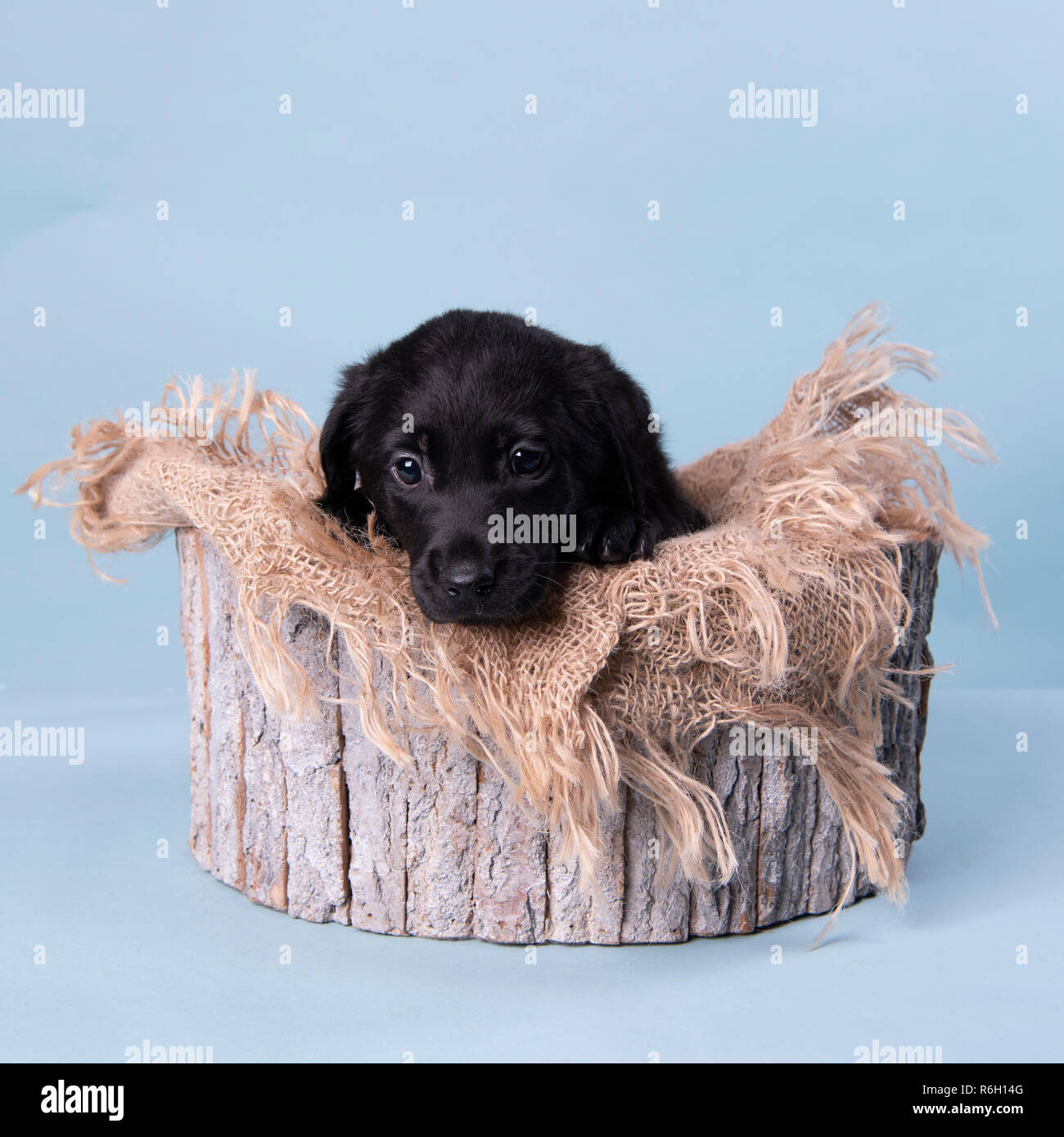 Il Labrador nero cucciolo Foto Stock