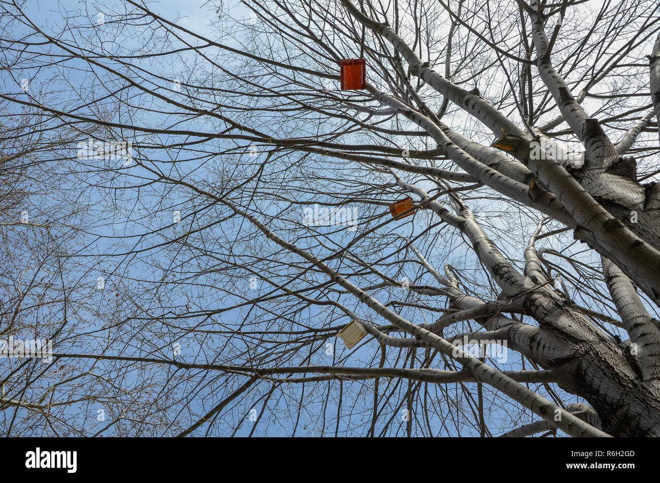 Uccelli case sono che pendono dagli alti rami di alberi Foto Stock