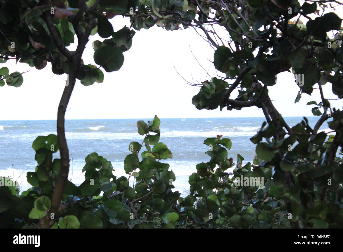 Vista della spiaggia attraverso le mangrovie Foto Stock