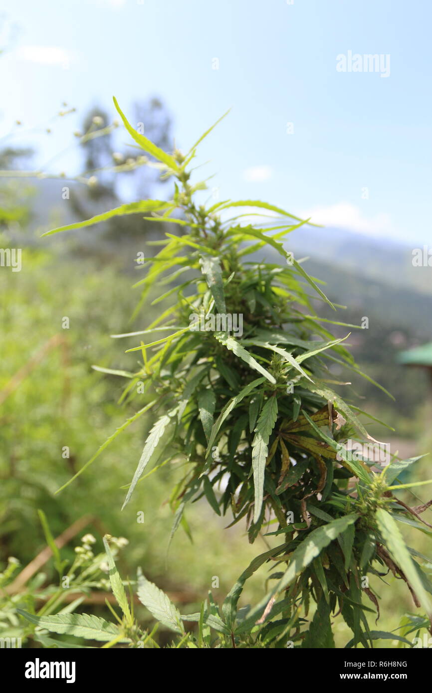 La Cannabis cresce allo stato selvatico in molte parti di Himachal Pradesh, India Foto Stock