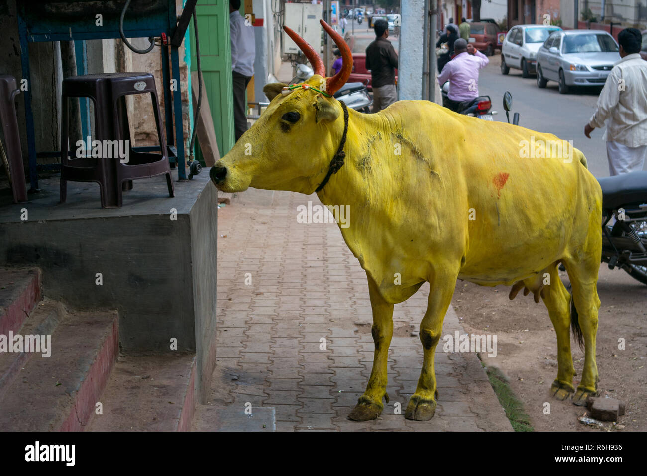 Una vacca sacra dipinte di giallo durante la Indian Holi festival di colore si chiede una strada in India. Foto Stock