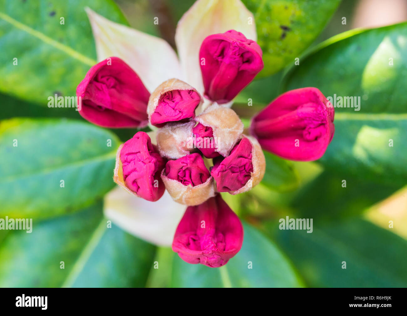 Una macro shot del rosso boccioli di fiori di una bussola di rododendro. Foto Stock