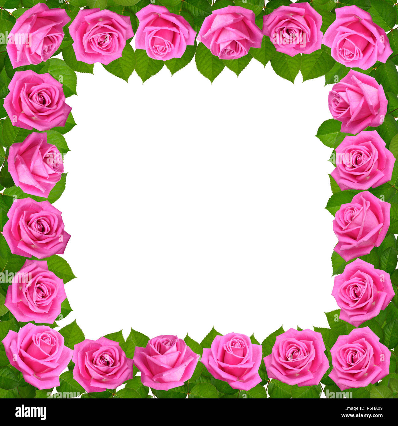 Telaio con le rose rosa. Isolato su sfondo bianco. Foto Stock
