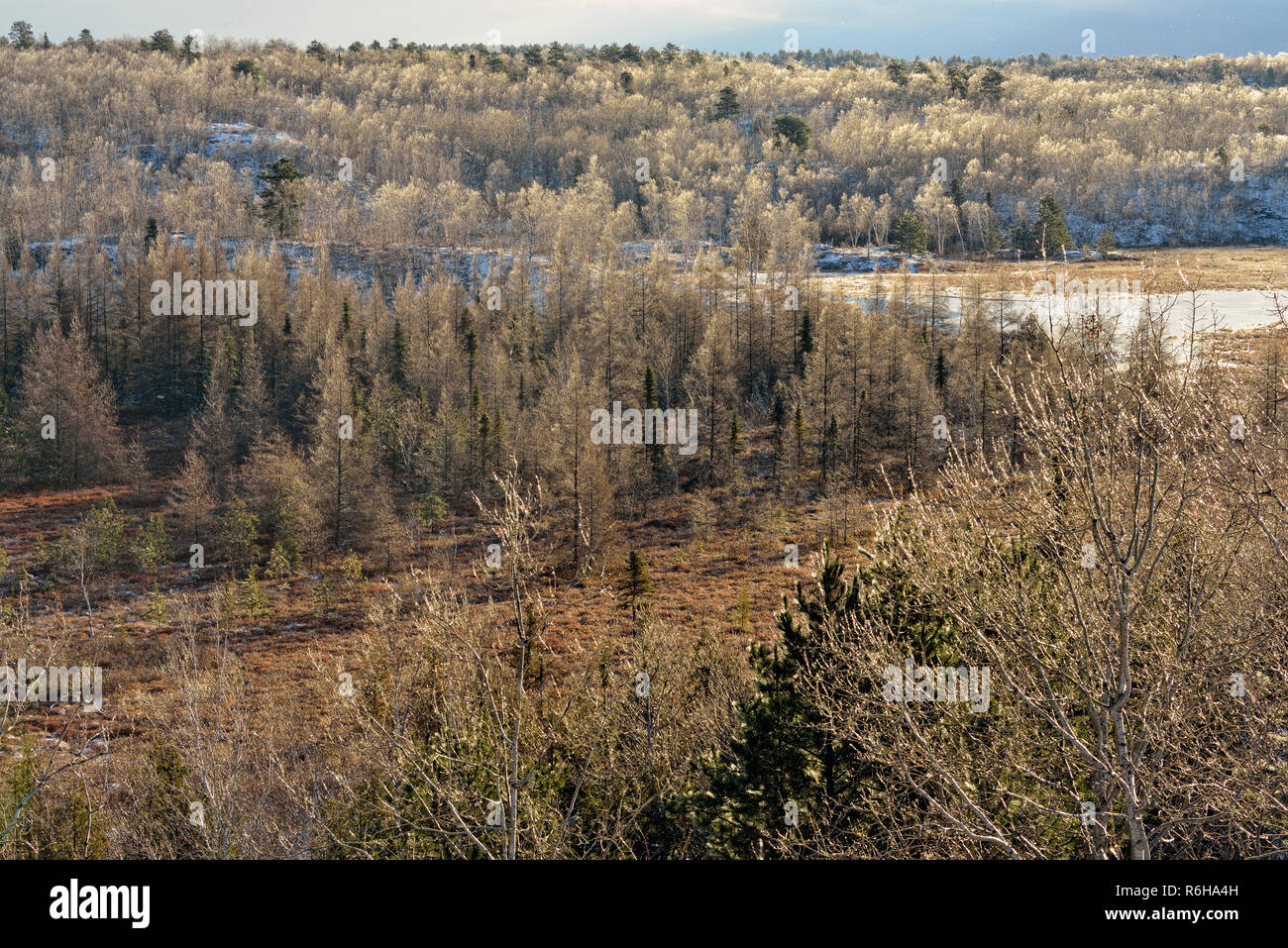 Ice-rivestito alberi dopo una tempesta di ghiaccio nel tardo autunno, maggiore Sudbury, Ontario, Canada Foto Stock