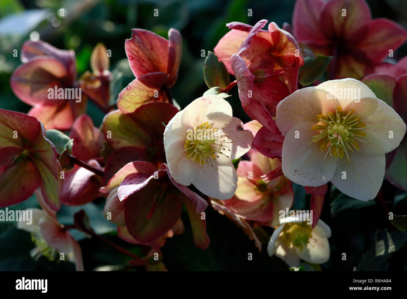 Snow rose,Rosa di Natale o il veratro nero (Helleborus niger) Foto Stock