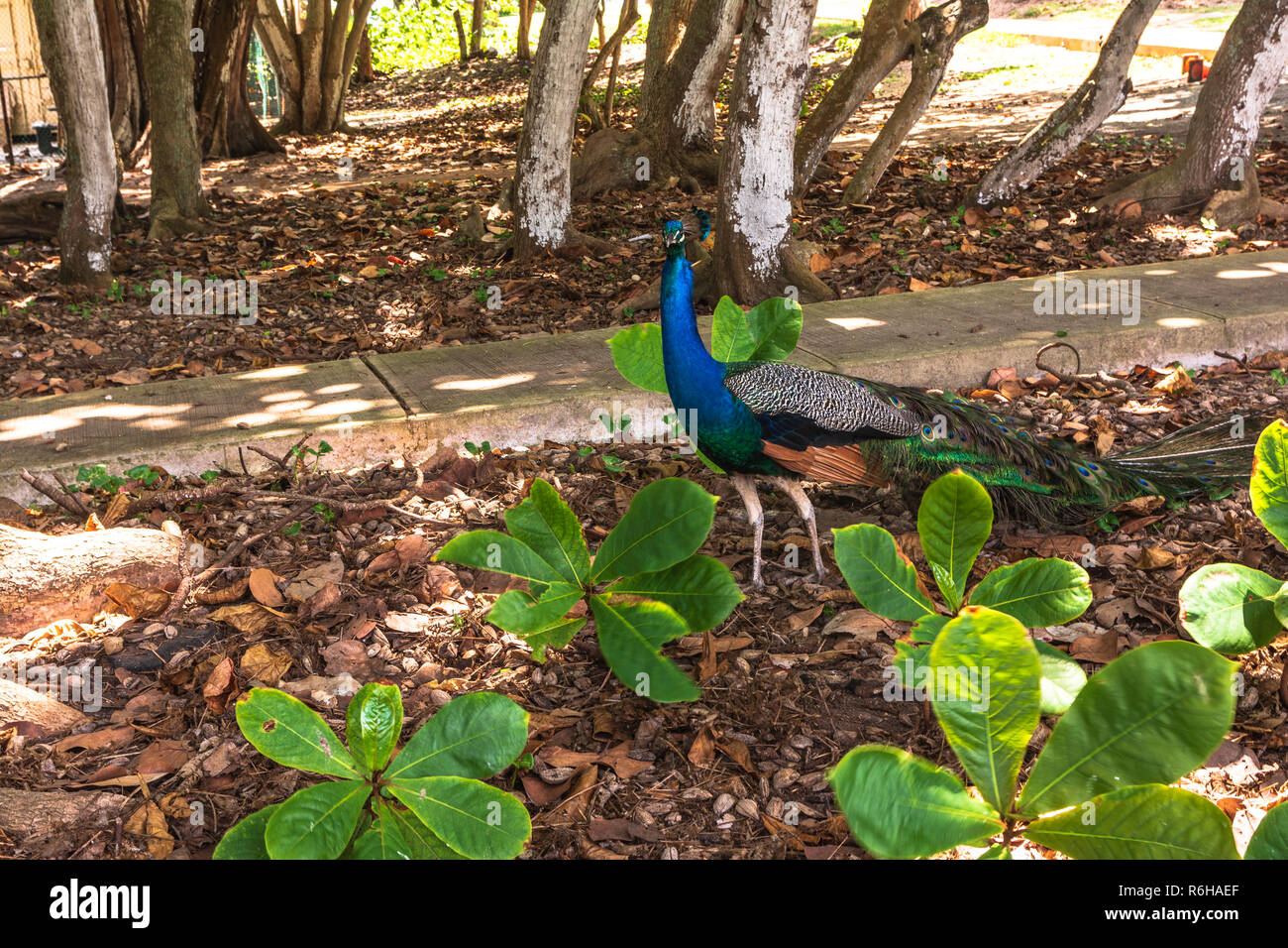 Il pavone nel parco, Oahu, Hawaii Foto Stock