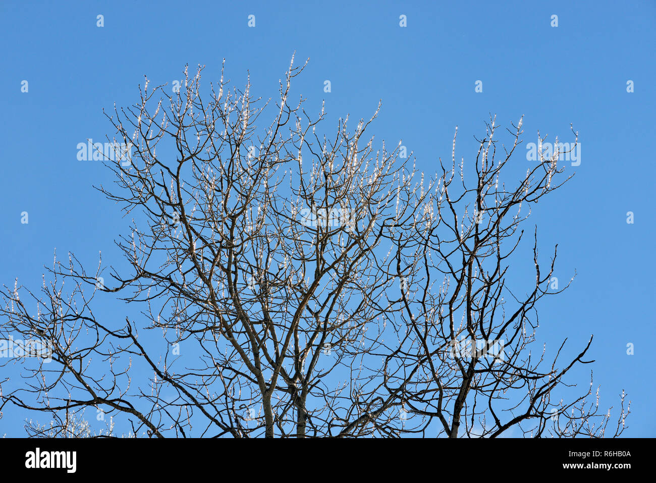 Ice-rivestito alberi dopo una tempesta di ghiaccio nel tardo autunno, maggiore Sudbury, Ontario, Canada Foto Stock