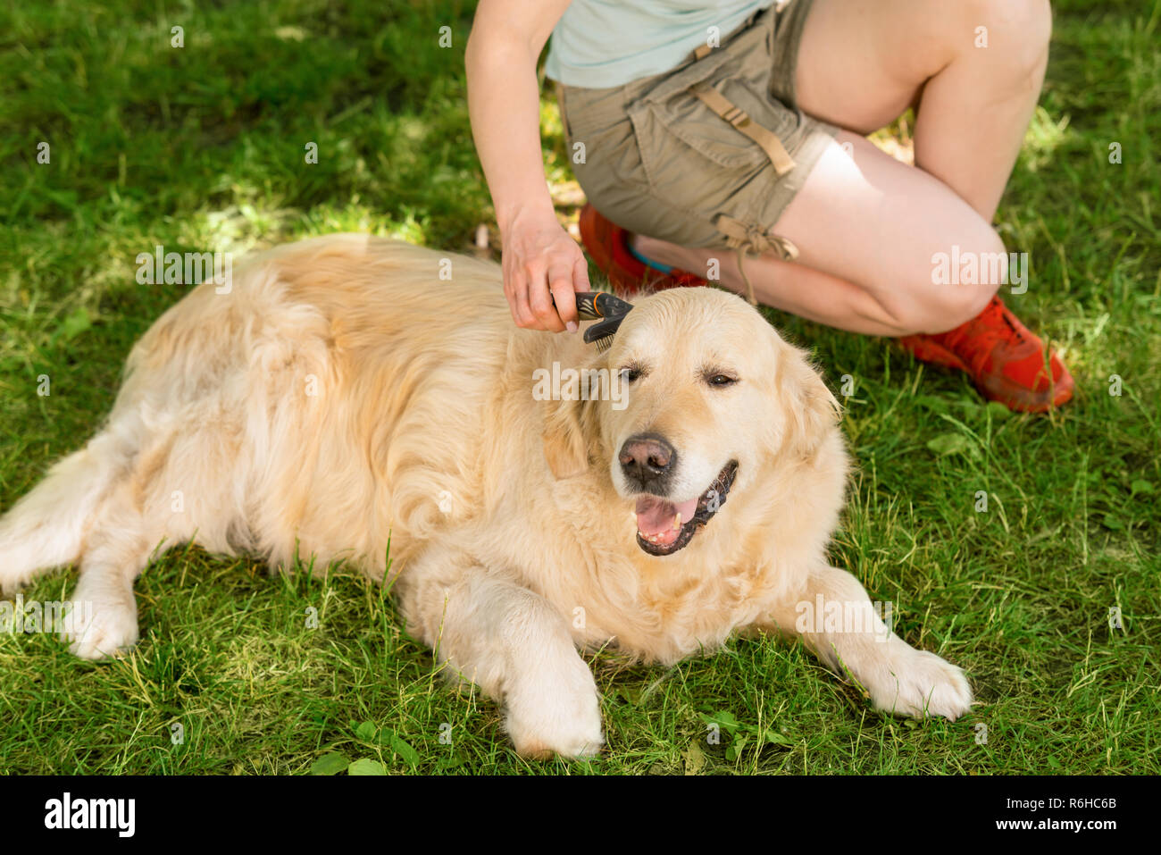 Happy dog e il suo proprietario Foto Stock