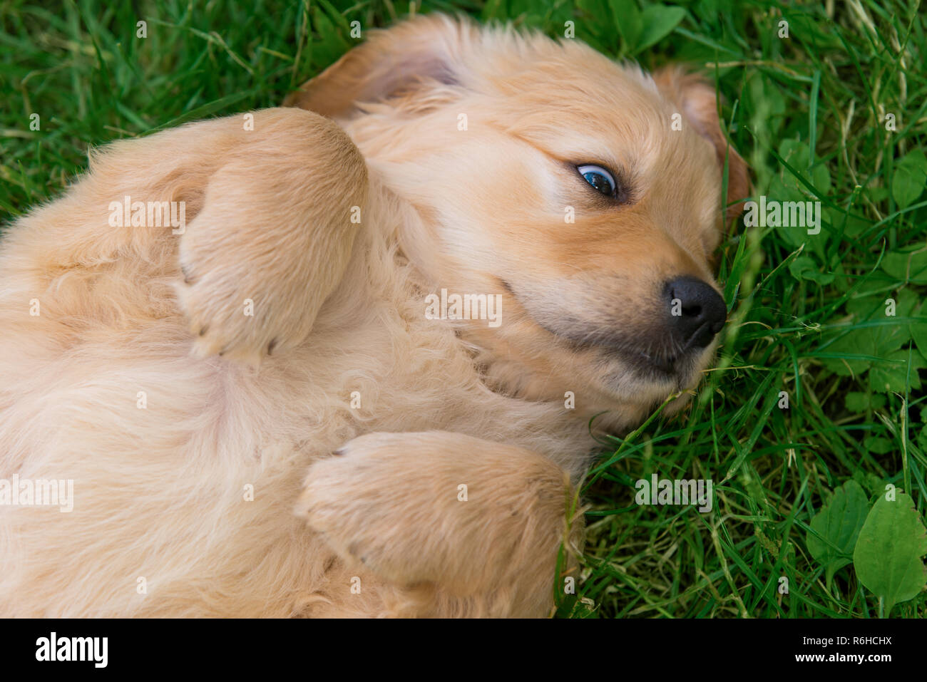 Poco doggy laminazione sull'erba Foto Stock