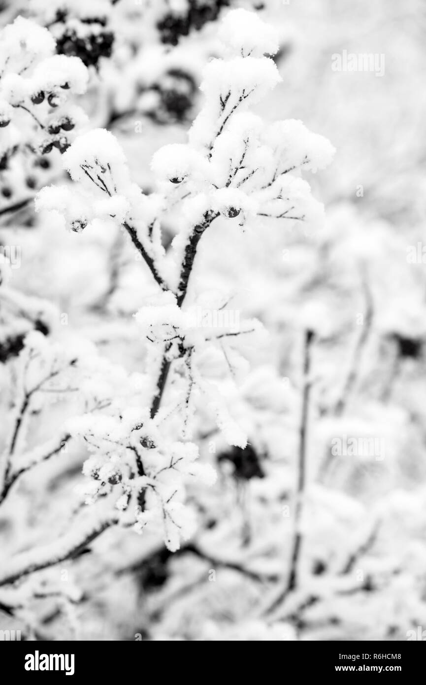 Inverno, natura, impianto, nevicata, il gelo. Bacche rosse coperte di neve. Rowan grappoli su terreni innevati albero. Ashberry in inverno su sfondo naturale. Natale o Capodanno concetto. Foto Stock