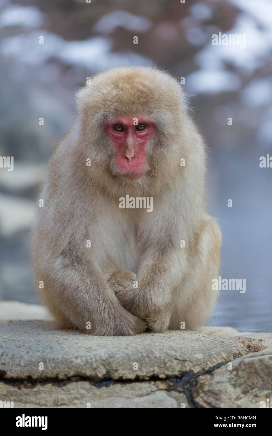 Neve o di scimmia macaco giapponese durante il periodo invernale in Nagano Giappone Foto Stock