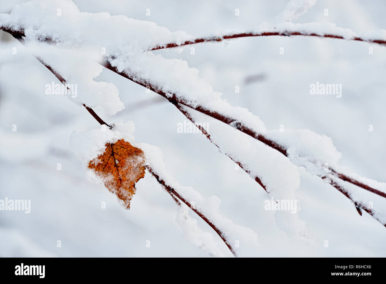 Fresca neve bagnata aggrappati ai rami di albero, maggiore Sudbury, Ontario, Canada Foto Stock