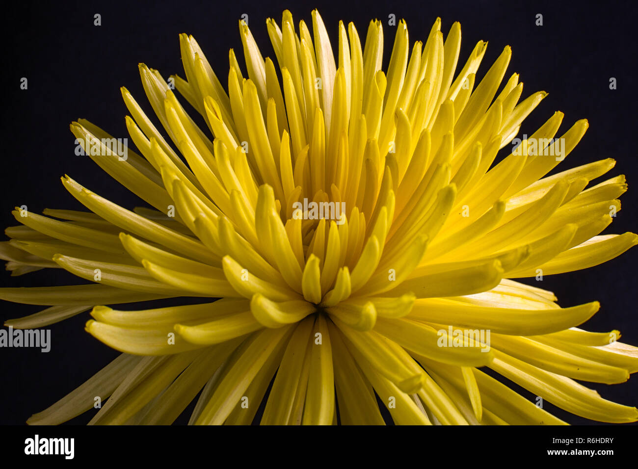 Giallo impianto aster closeup su sfondo nero Foto Stock