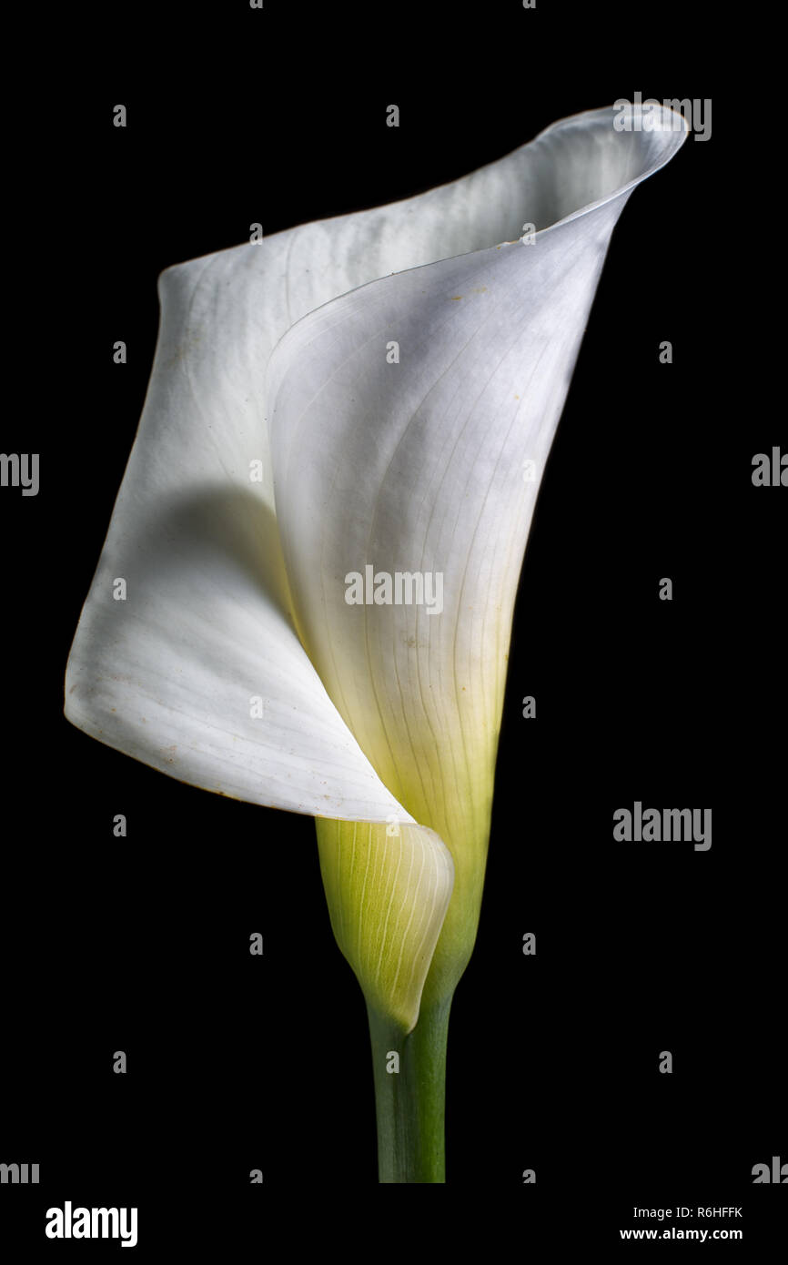Calla Lily macro Foto Stock