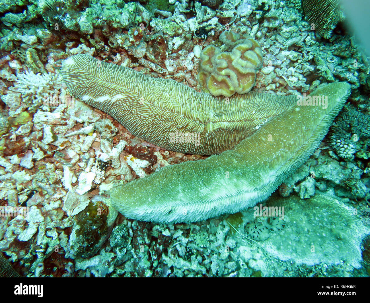 Allungate il corallo a fungo (ctenactis echinata) Foto Stock