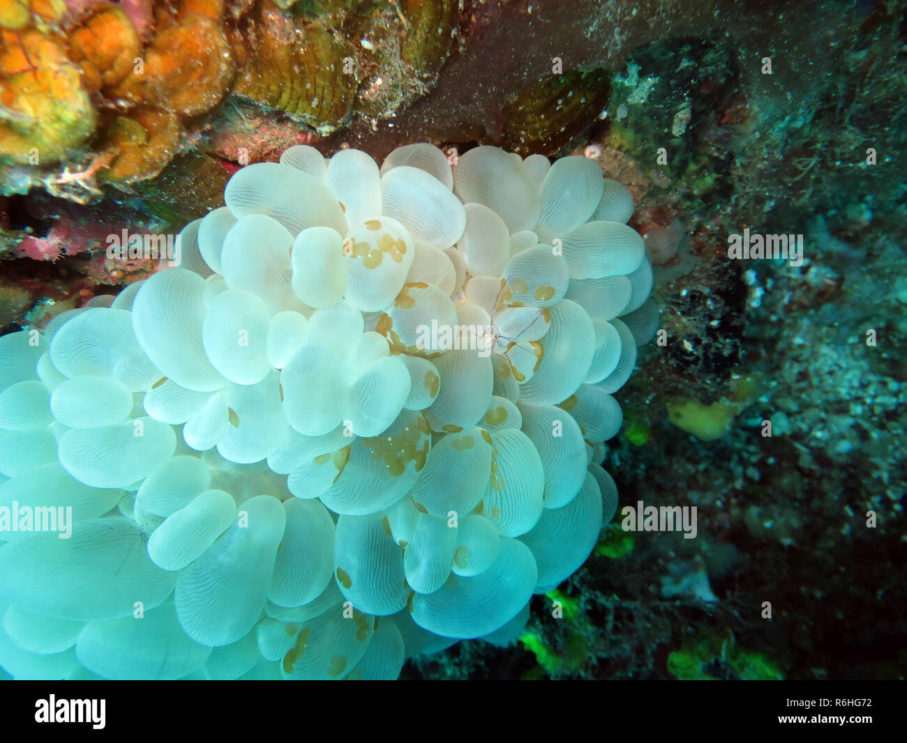 Bolla di prua coral (Plerogyra sinuosa) Foto Stock