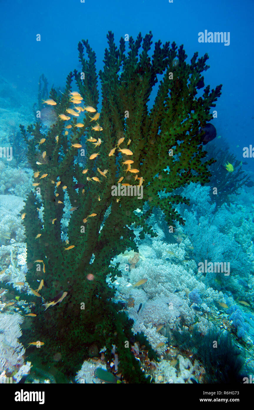 Tazza nera (corallo tubastrea micranthus) Foto Stock
