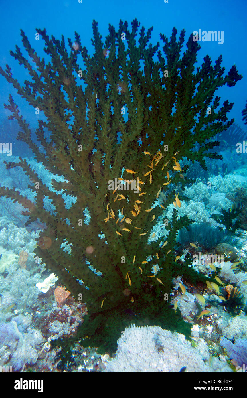 Tazza nera (corallo tubastrea micranthus) Foto Stock