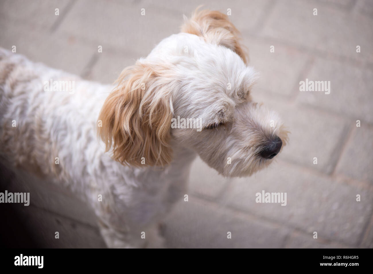 Piccolo, grazioso, soffici, carino adulto bianco e marrone di schnauzer cane è lasciato a casa da solo. Concetto di abbandonato gli animali domestici e gli animali domestici. Cucciolo è waiti Foto Stock