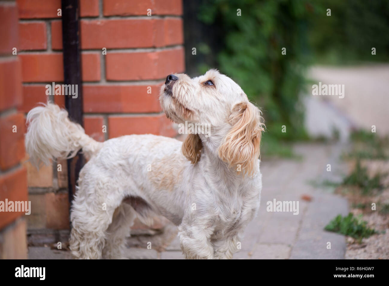 Piccolo, grazioso, soffici, carino adulto bianco e marrone di schnauzer cane è lasciato a casa da solo. Concetto di abbandonato gli animali domestici e gli animali domestici. Cucciolo è waiti Foto Stock