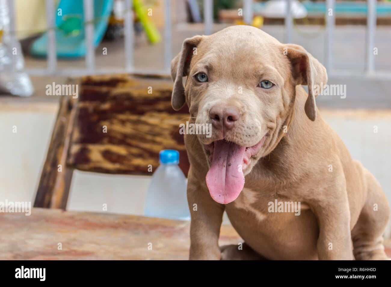 Cucciolo Di Pit Bull Terrier Cane è In Sonnolenza E Sbadiglio Foto