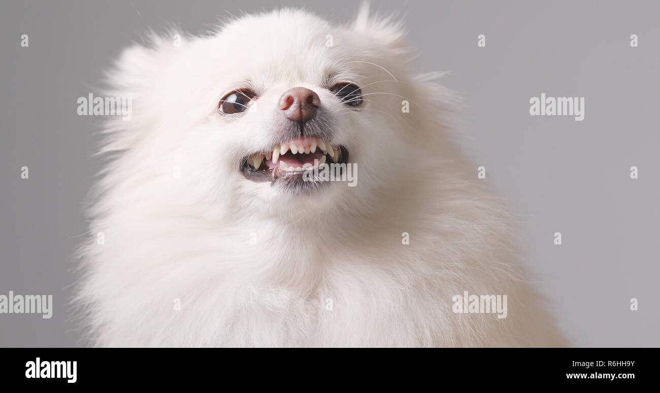 Carino Pomerania sensazione di cane arrabbiato Foto Stock