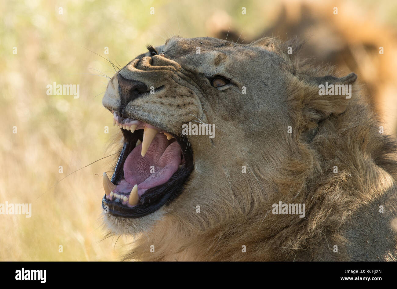 Chiudere l immagine di una mail lion luing in erba Foto Stock