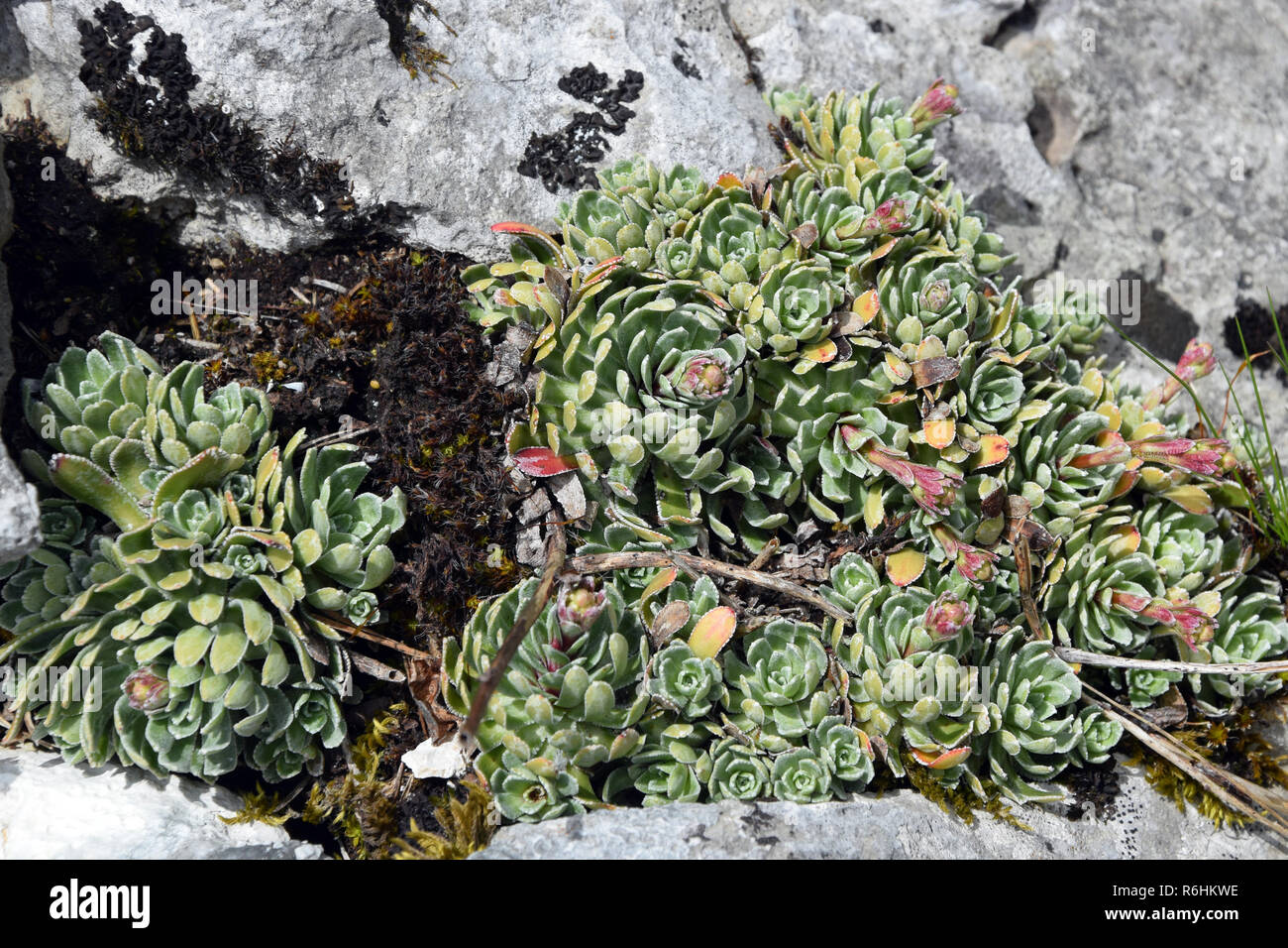 Piante Sempervivum tra rock in montagna, Montenegro. Foto Stock
