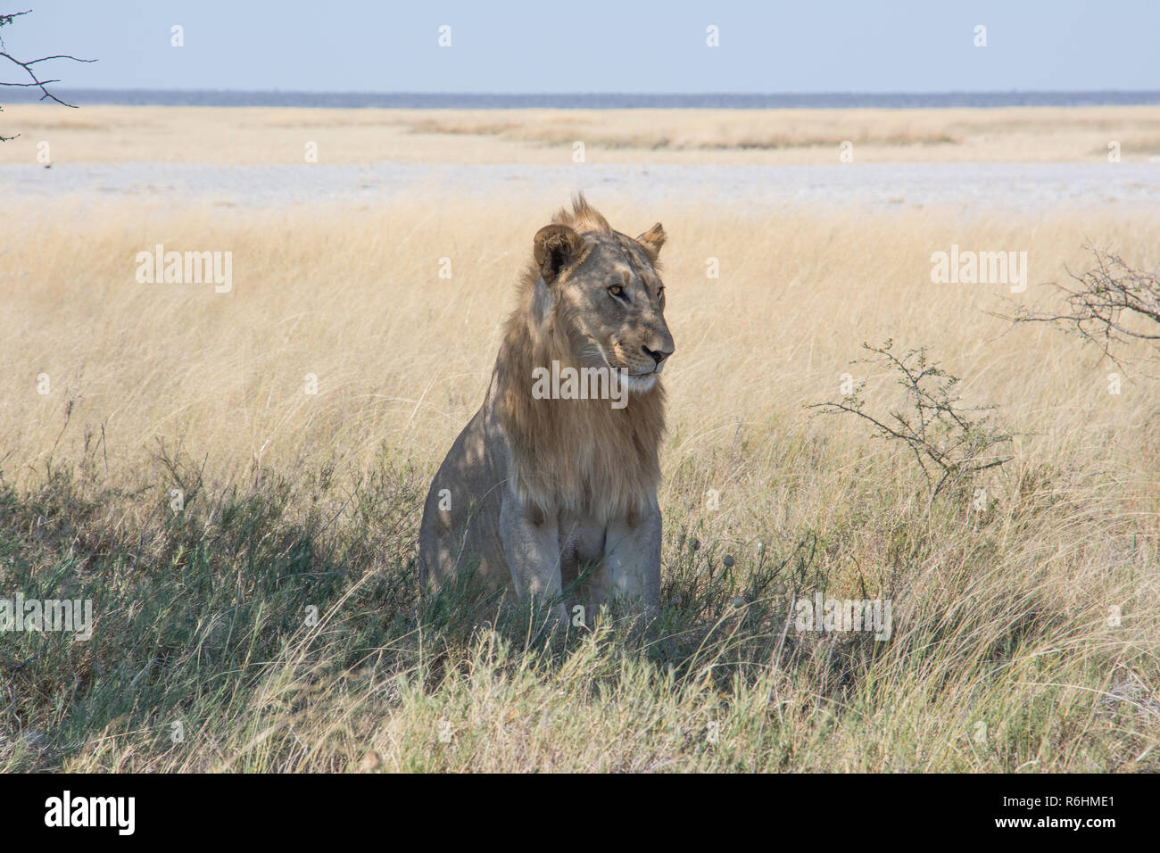 Maschio di leone a piedi in erba alta Foto Stock