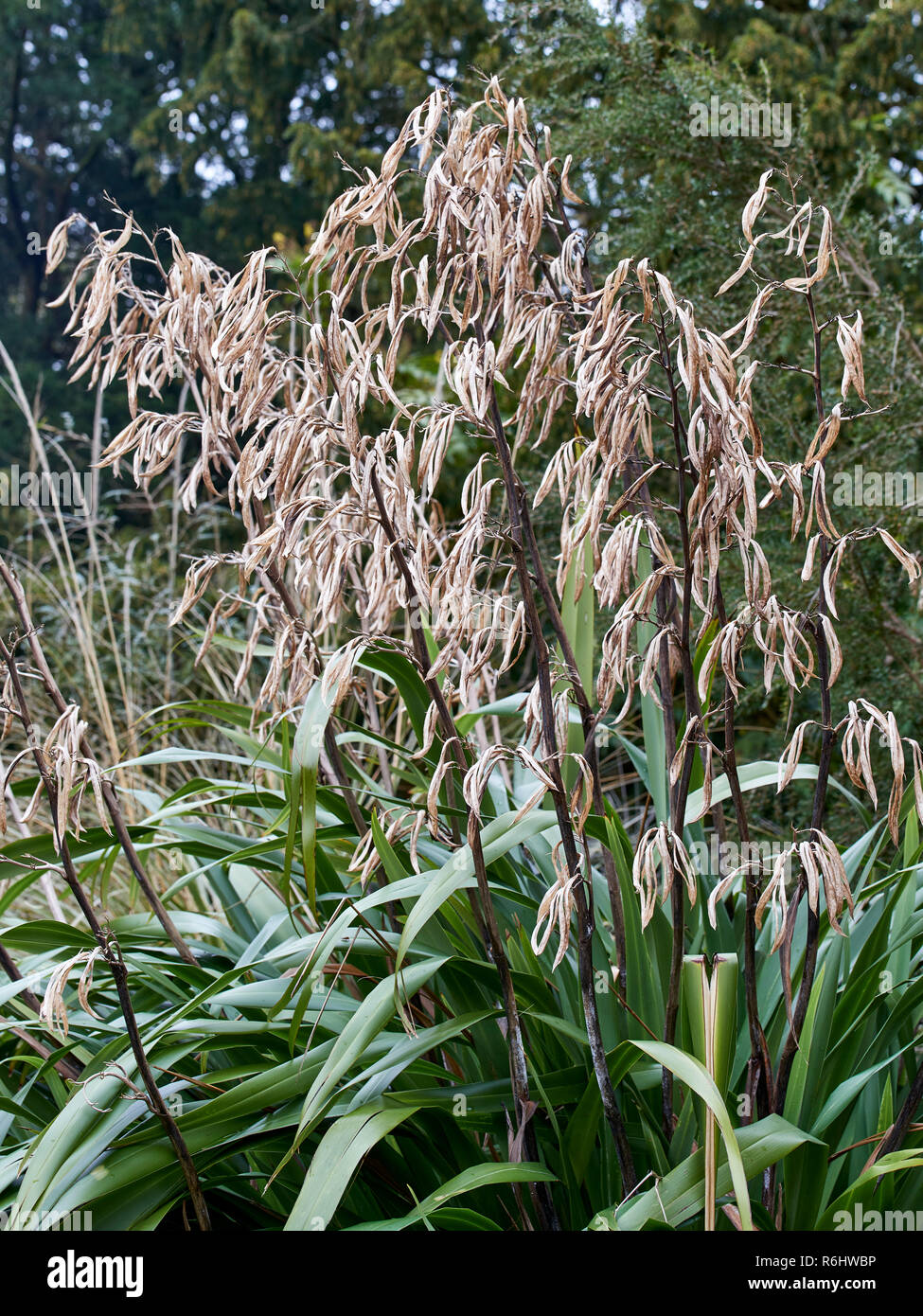Phormium colensoi, Xanthorrhoeaceae - alte teste di seme, essiccato e aperto in inverno Foto Stock