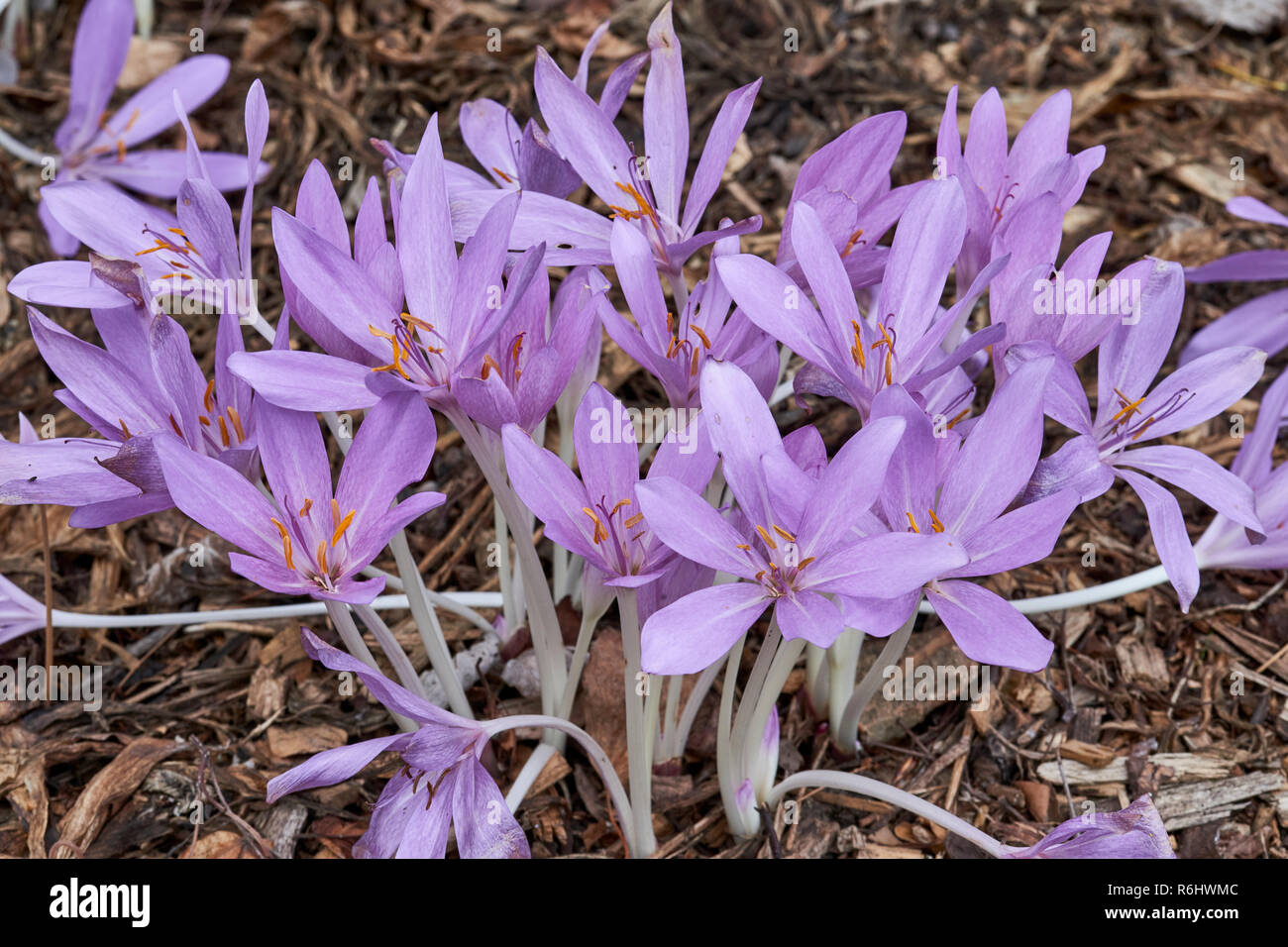 Prato di zafferano, autunno crocus - Colchicum byzantinum (colchicaceae) - cluster di malva di fiori che crescono in ombra Foto Stock
