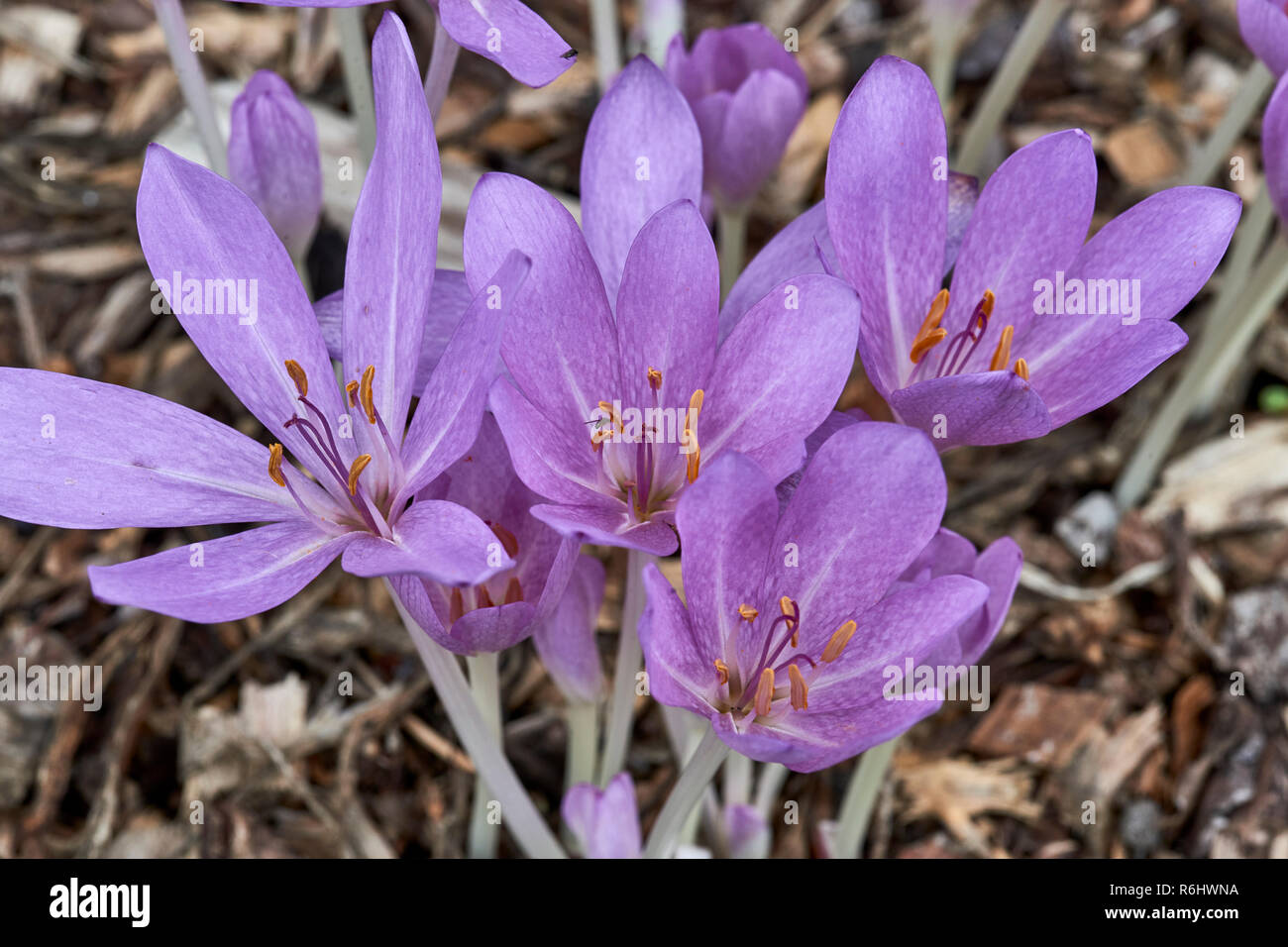 Prato di zafferano, autunno crocus - Colchicum byzantinum (colchicaceae) - cluster di malva di fiori che crescono in ombra Foto Stock