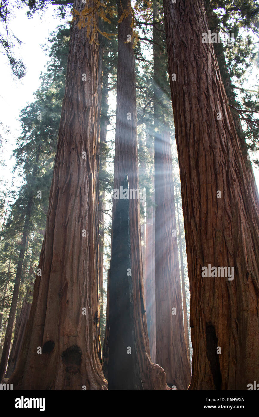 Fasci di luce solare attraverso tronchi di torreggianti Sequoia gigante alberi di sequoia in California della Sierra Nevada. Foto Stock