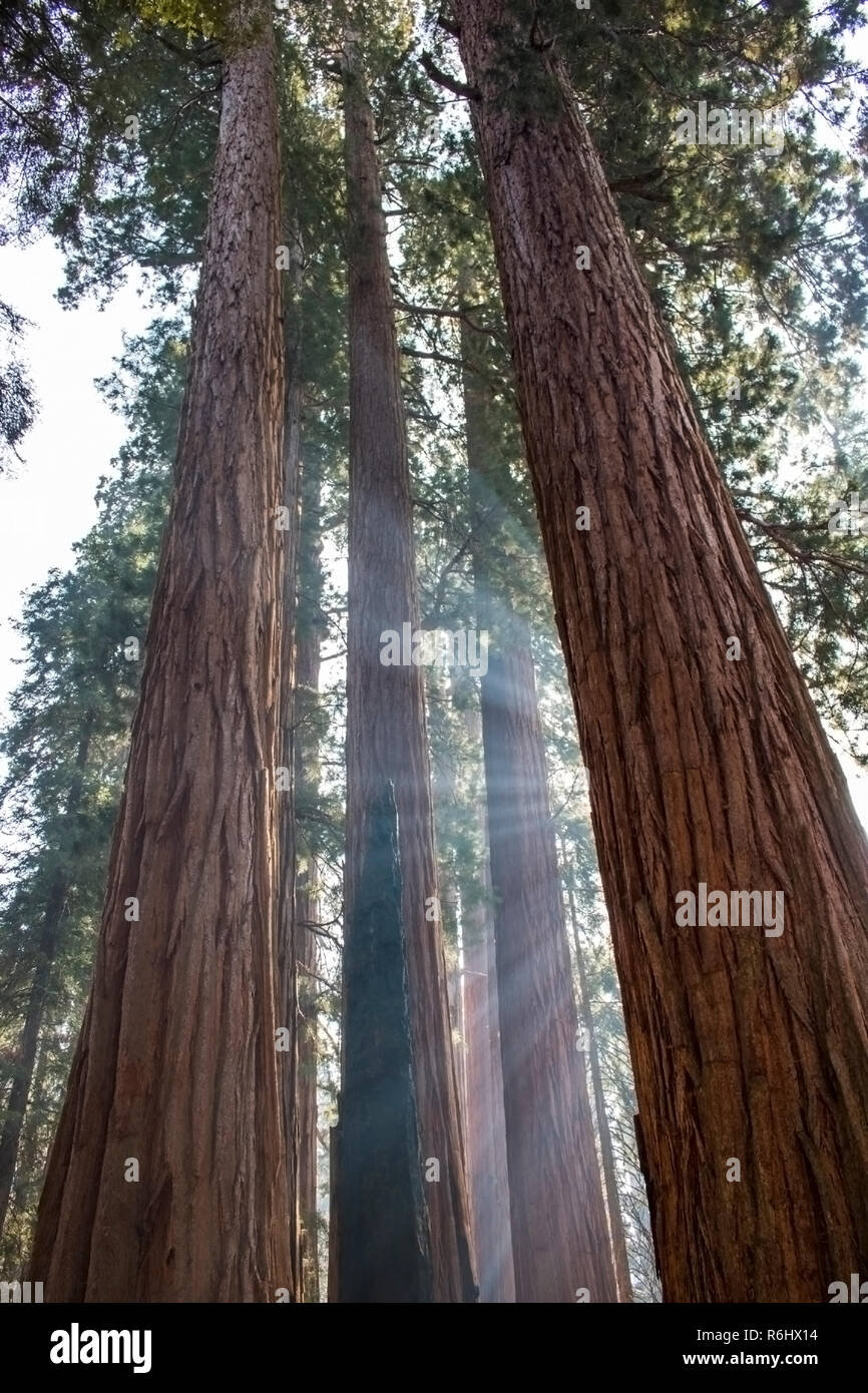 Fasci di luce solare attraverso tronchi di torreggianti Sequoia gigante alberi di sequoia in California della Sierra Nevada. Foto Stock