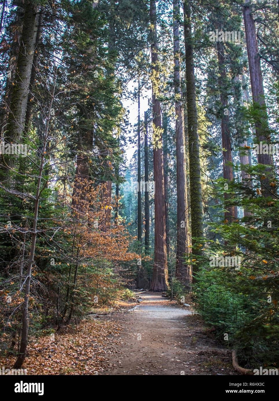 Percorso attraverso la caduta o autunno pino, sanguinello e sequoia gigante albero di Sequoia Forest in California della Sierra Nevada. Foto Stock