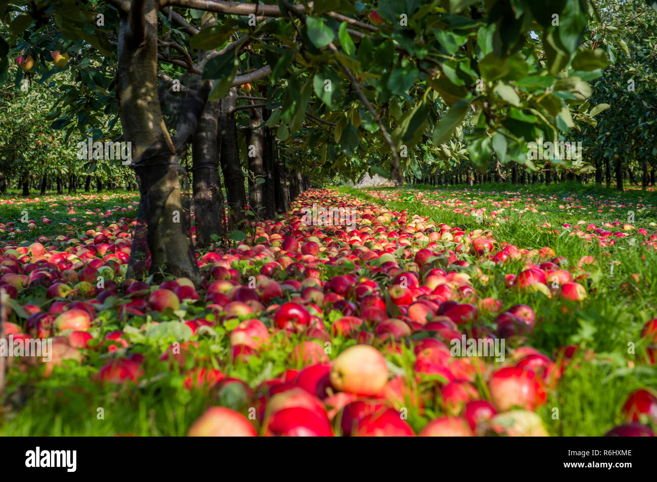 Katy Apple Harvest, Somerset, nel sidro Apple Orchard manager 5° settembre 2018 Foto Stock