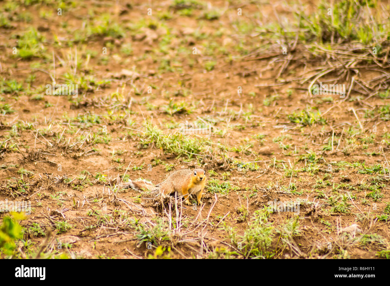 Scoiattolo di terra nella savana nel Parco di Amboseli nel nord-ovest del Kenya Foto Stock