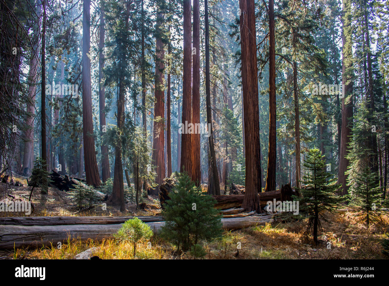 Bosco e prato di Sequoia gigante Redwood alberi in autunno la luce del sole della California della Sierra Nevada. Foto Stock